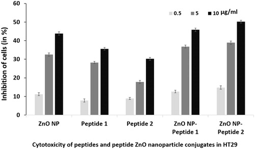 Figure 8. Anticancer activity of zinc oxide (ZnO NP) nanoparticles, peptide 1 and peptide 2 and the nanoparticle peptide conjugates in HT 29 cells determined by MTT assay at 0.5, 5 and 50 µg/ml. The error bar indicates means ± standard deviations from three independent experiments performed in triplicate.