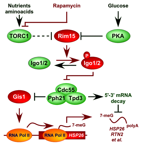 Figure 4. Model for the role of Igo1/2-PP2ACdc55 in controlling expression of nutrient-regulated genes. Arrows and bars denote positive and negative interactions, respectively. TORC1 regulates Rim15 indirectly via Sch9.Citation25 For details, see text.