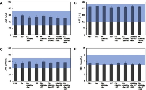 Figure 5 Liver function and kidney function indexes assay: (A) ALT, (B) AST, (C) CRE, and (D) BUN for mice from each group. The blue bars represent the range of values obtained from healthy nude mice.