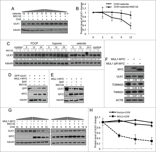 Figure 4. Overexpression of MUL1 and treatment with selenite promotes ULK1 degradation through the proteasome pathway. (A) HeLa cells were treated with CHX (10 μM, 12 h) and selenite (5 μM) for the indicated time, with or without MG132, and subjected to western blotting analysis of the ULK1. (B) Quantification of ULK1 protein levels in (A) (mean ±SEM, from 3 independent experiments). (C) HeLa cells were treated with the indicated agents (FCCP 5 μM; hypoxia with 1% O2; selenite 5 μM), and then subjected to western blotting analysis of ULK1 (The intensity of indicated bands was measured with ImageJ software). (D) After transfection with plasmids as indicated, HeLa cells were treated with BAF (10 nM, 6 h) or MG132 (5 μM, 6 h) prior to harvesting, followed by western blotting analysis of the GFP-ULK1 level. (E) After transfection with MUL1-MYC as indicated, HeLa cells were treated with BAF (10 nM, 6 h) or MG132 (5 μM, 6 h), followed by western blotting analysis of the ULK1 protein level. (F) HeLa cells were transfected with MUL1-MYC or MUL1ΔR-MYC (MUL1 with absence of the RING finger domain) for 24 h, and subjected to western blotting analysis of the indicated protein levels (The intensity of indicated bands was measured with ImageJ software). (G) HeLa cells transfected with MUL1-MYC for 24 h, followed by treatment with CHX (10 μM) for the indicated time, with or without MG132, and subjected to western blotting analysis of the ULK1 protein level. (H) Quantification of ULK1 protein levels in (G). Mean ±SEM, from 3 independent experiments.