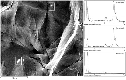 Figure 4. SEM image of SC tape no. 5 after wearing of silver garment. Micrometric aggregates with high electron density (white rectangles 1 and 2) on the corneocyte surface were identified as silver in the EDX spectrum (Spectrum 1 and 2). The EDX did not detect silver on the “black” spot (white rectangle 3) (Spectrum 3).