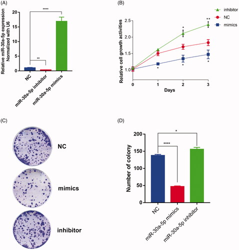 Figure 4. miR-30a-5p inhibits cellular proliferation in PC-3 cells. (A) PC-3 cells are transfected with a miR-30a-5p mimics/inhibitor or NC, and the expression of miR-30a-5p is quantified by real-time PCR. Data were presented as mean ± SEM, **p < .01, ****p < .0001 compared with NC. (B) MTT assay reveals that miR-30a-5p mimics inhibited cell growth significantly while miR-30a-5p inhibitors stimulated cell growth compared to NC. Each bar represents the mean of three independent experiments (*p < .05, **p < .01 compared with NC, one-way ANOVA). (C) Representative graphs of miR-30a-5p mimics or inhibitors regulating cell proliferation as indicated by colony-formation assay. (D) Quantification of colonies that are larger than 0.1 mm was scored. Each bar represents the mean of three independent experiments (*p < .05, ****p < .0001 compared with NC, one-way ANOVA).