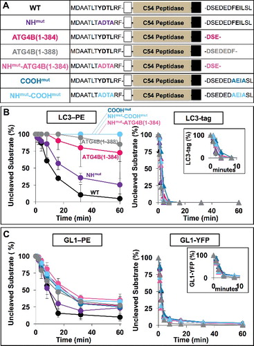 Figure 5. COOH-terminal LIR motif on HsATG4B controls delipidation specificity in vitro. (A) Diagram of LIR mutants used in vitro. (B and C) Activity of LIR mutants in proteolysis assays of LC3 and GABARAPL1 substrates. Insets magnify soluble protease kinetics during the first 10 min. Assays conducted as in Figure 2. Error bars represent ± 1 standard deviation.