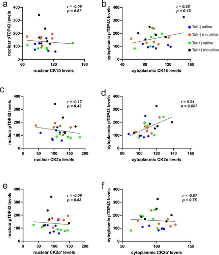 Figure 4 Effects of morphine and Tat on the relationship between the concentrations of pTDP-43 and TDP-43 kinases. (a,b) No significant correlations were observed between levels of nuclear (a) or cytoplasmic (b) CK1δ (Figure 3e) and pTDP-43 (Figure 3b). (c) No significant correlations were observed between levels of nuclear CK2α (Figure 3f) vs nuclear pTDP-43 (Figure 3b). (d) By contrast, levels of cytoplasmic CK2α (Figure 3f) positively correlated with cytoplasmic pTDP-43 (Figure 3b) concentrations (p < 0.05). (e,f) No significant correlations were observed between levels of nuclear (e) or cytoplasmic (f) CK2α’ (Figure 3 g) and pTDP-43 (Figure 3b).