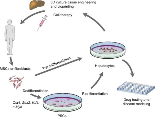 Figure 1 Methods of in vitro production of human hepatocytes and biomedical applications utilizing cultured human hepatocytes.
