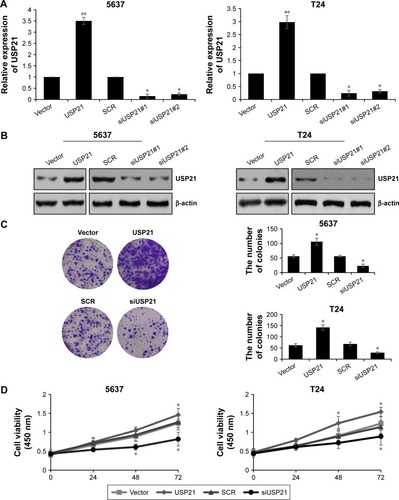 Figure 2 Overexpression of USP21 promotes proliferation of bladder cancer cells.