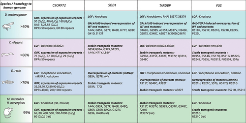 Figure 1. Overview of simple genetic models (zebrafish, C. elegans and Drosophila) and rodent models that recapitulate ALS pathology. Abbreviations: LOF, loss of function; GOF, gain of function.