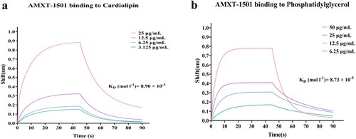 Figure 7. AMXT-1501 binding with CL and PG. Interaction of AMXT-1501 with CL (a) and with PG (b) measured by biolayer interferometry assay. CL, cardiolipin; PG, phosphatidylglycerol.