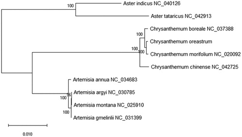 Figure 1. The maximum-likelihood (ML) tree of other 9 plants species based on the chloroplast genomes with C. oreastrum. All the nodes are the bootstrap values from 2000 replicates.