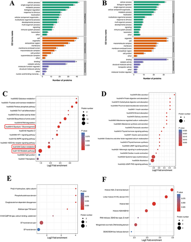 Figure 4 Functional enrichment of proteins corresponding to differential crotonylation sites in OSCC.