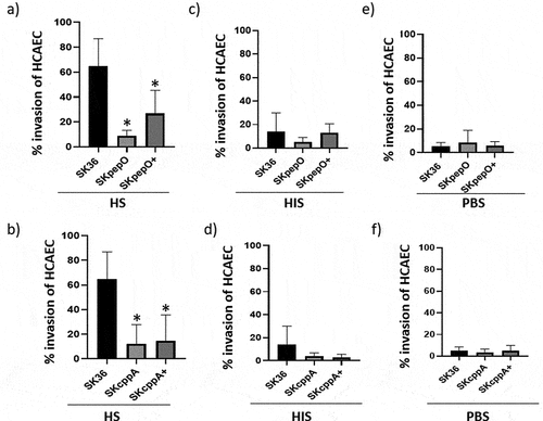 Figure 3. Contribution of pepO and cppA to the S. sanguinis capacity to invade human coronary artery endothelial cells. Bacterial invasion into primary HCAEC was determined in antibiotic-protection assays with pepO and cppA mutants, SK36 and complemented strains (+). Strains were treated with human serum (HS) (a,b), heat-inactivated serum (HIS) (c,d) or PBS (e,f) before co-cultivation with HCAEC. Invasion rates were expressed as the percentage of intracellular bacteria in relation to the initial inoculum. Columns represent means of three independent experiments. Bars indicate standard deviation values. Asterisks indicate significant differences in relation to SK36 (Kruskal-Wallis with post hoc Dunn’s test; *p < 0.05).