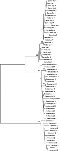 Figure 7. A neighbor-joining tree of Chthamalus dentatus individuals from the Atlantic coast of Africa. Individuals are from Cameroon, Camps Bay (representing the South African populations), Swakopmund (representing the Namibian populations), Kerbe-Huk and Elizabeth Bay. The percentage of replicate trees in which the associated taxa clustered together in the bootstrap test (1000 replicates) is shown only if larger than 90%.