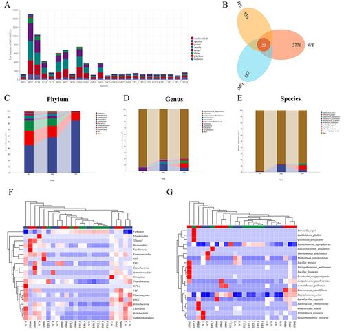 Figure 5 Analysis of operational taxonomic units (OTUs) and a heatmap of species-richness clustering. (A) Number of OTUs. (B) Venn diagram of OTUs. (C–E) Skin microbiota clustering and species distribution at the phylum, genus and species levels. (F) Microbial diversity clustering in the phylum-level analysis. (G) Microbial diversity clustering in the species-level analysis.