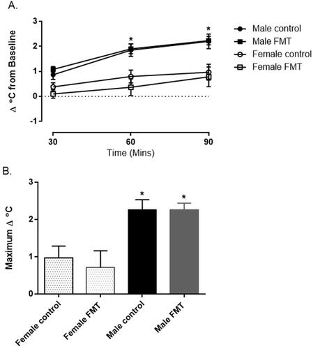 Figure 2. Core body temperature (Tc) change upon MA (10 mg/kg sc) treatment in male and female groups. (A) The difference from baseline calculations for both male and female groups. (B) maximum temperature change following MA administration. Each value represents the mean ± SEM, n = 6. * indicates significant differences between MA-treated female groups (control and FMT-treated) at 30, 60- and 90-min time points and the male treatment groups (control and FMT-treated) at the 30 min time point (p < 0.05).