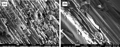 Figure 5. A treated specimen of birch biochar: (a) magnification, ×500 (xylene); (b) magnification, ×1000 (ammonia).