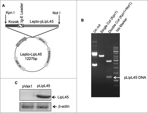 Figure 1. Strategies utilized for LipL45 plasmid generation and confirmation of expression. (A) Schematic representation of plasmid map containing LipL45 gene, Kozak and IgE leader sequence along with restriction endonuclease sites. (B) Agarose electrophoresis gel photo indicating the LipL45 construct in the pVax1 expression vector. Lane 1: pLipL45 undigested DNA; Lane 2: LipL45 construct with single digestion of construct with KpnI; Lane 3: KpnI & NotI double digestion of the construct which releases the insert (1227bp): Lane 4: 1 kb control size markers. (C) Western blot analysis of pLipL45 expression. The expression of pLipL45 protein was analyzed 2 d post transfection by Western blotting using sera from the pLipL45 DNA vaccinated mice at 1:100 dilutions.