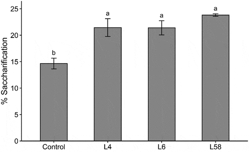 Figure 3. Saccharification efficiency analysis of leaves from T1 transgenic lines (L4, L6 and L58) overexpressing ShF5H1 and control plants. Lowercase letters indicate significant differences (ANOVA followed by Tukey´s test, p<.05). The vertical bars indicate the standard error of the means (n = 3 or 4 for T1 lines and control plants, respectively). Each biological replicate was composed of three technical replicates.