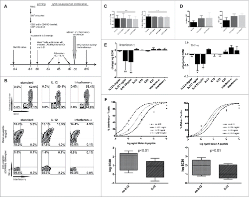 Figure 1. IL12 increases TCR sensitivity toward cognate antigen. (A) Experimental setting. After priming of Melan-A(26–35(27L)) specific T cells various cytokines were added after pooling of wells on day +8. IL7 and IL15 was present throughout the assay to ensure survival. 48 h later cells were evaluated for overall count, the percentage of Melan-A-multimer+ CD8+ T-cells and cytokine production upon restimulation. (B) Upper row: Representative dot plots of MHC-multimer-staining with no addition of inflammatory cytokines (standard, left), the addition of 10 ng/mL IL12 (middle) and interferon-α 450 IU/mL (right). Middle row: Staining of intracellular cytokines of CD8+ T cells stimulated with Melan-A(26–35(27L)) peptide (10 ng/mL; 2nd row) or bottom row: irrelevant peptide CYP1B1(239–247) (103 ng/mL; 3rd row), gated on CD8+. (C) Absolute cell counts (left) and percentages of multimer+ T-cells (right) on d + 10 of un- or IL12 treated cells in indicated dosages (Mean and SD, results from more than five experiments). (D) MFI values on d + 11 of interferon-γ and TNF-α in untreated or IL12 treated T cells stimulated with Melan-A(26–35(27L)) peptide loaded on autologous monocytes (103 ng/mL). Results are from five independent experiments. MFI of irrelevant peptide-pulsed monocytes is subtracted. (E) Log EC50 of interferon-γ and TNF-α was calculated from the response curves for each indicated cytokine. Indicated is the difference to “standard” (= no additional inflammatory cytokine, only IL7/IL15) treatment. Results are from five independent experiments, each cytokine was tested at least three times. *p < 0.05; **p < 0.01.(F) Upper panel: representative response curves of interferon-γ and TNF-α, gated on CD8+ T cells. The percentage of cytokine+ T cells is put in relation to the respective percentage of MHC-multimer+CD8+ T cells in each sample. Lower panel: Changes in logEC50 from five independent experiments of interferon-γ and TNF-α no IL12 vs. IL12 (10 ng/mL) normalized for CD8+multimer+ T cells. Log EC50 of interferon-γ and TNF-α was calculated from the response curves for each indicated cytokine. Indicated is the difference to “standard” (= no additional cytokine) treatment.