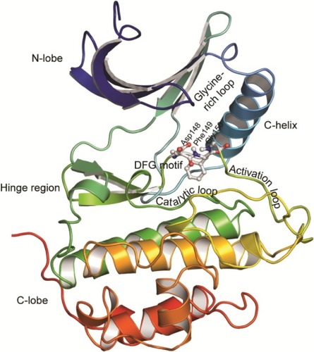 Figure 2 Structure of serine/threonine kinases.