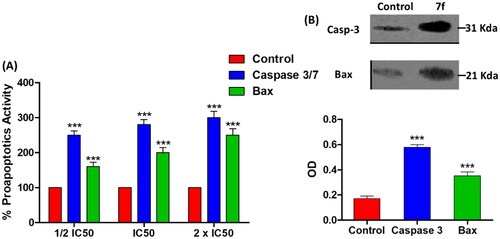 Figure 6. The compound 7f increases the levels of caspases in breast cancer cell line MCF-7. (A) Coulometric assay of caspase 3/7 and Bax levels, the data are presented as percentage change from untreated control. (B) Western blot gel of caspase-3 and Bax and quantification of the intensities of the bands in western blot.