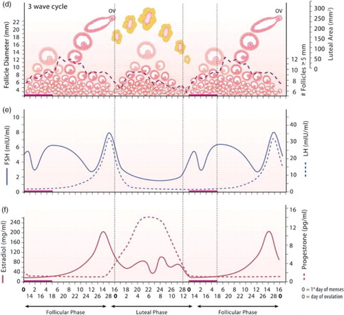 Figure 3. Graphs are taken from Baerwald et al. [Citation3], based on results from Baerwald et al. [Citation1, Citation2]. Panel (d) depicts three follicle waves per cycle and the corpus luteum (yellow body). Panels (e) and (f) graph corresponding LH, FSH, E2, and P4 concentrations. One-third of the women studied had cycles exhibiting three follicle waves per cycle and their results are shown. Note that three follicle waves per cycle corresponds to three rises in FSH. From Baerwald et al. [Citation3] by permission of Oxford University Press. Human Reproduction Update is published on behalf of the ESHRE .