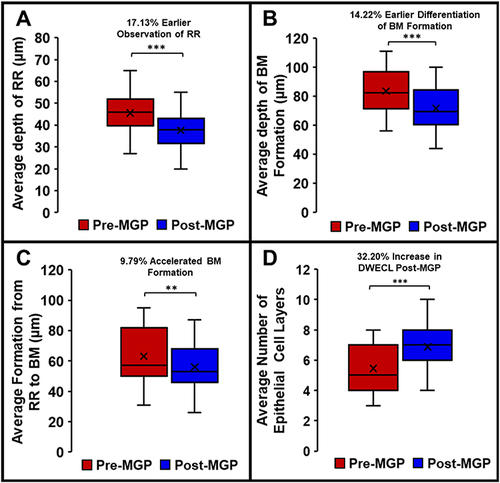 Figure 4 Graphs demonstrating the change in each parameter from pre-Meibomian gland probing (MGP) (red) to post-MGP (blue). (A) Meibomian glands show an average of 17.13% more superficial appearance of rete ridges post-MGP (t(30)=4.597, p<0.001). (B) Meibomian glands had an average of 14.22% earlier basement membrane formation post-MGP (t(36)=5.03, p<0.001). (C) Meibomian glands demonstrate an average acceleration compared to baseline of 9.79% from rete ridges (RR) to basement membrane (BM) post-MGP (t(27)=3.97, p=0.002). (D) Meibomian glands had an average increase in duct wall epithelial cell layers (DWECL) of 32.20% post-MGP (t(31)=4.68, p=<0.001). (**p<0.01, ***p<0.001).