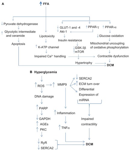 Figure 2 (A) Different pathways associated with increased free fatty acid mediated diabetic cardiomyopathy and (B) different pathways associated with hyperglycemia mediated diabetic cardiomyopathy.