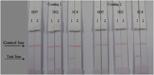 Figure 4. Optimization of different antibodies and coating antigens. Antibody 3H2 and coating 2 were better. 1 = 0 ng/mL, 2 = 5 ng/mL.