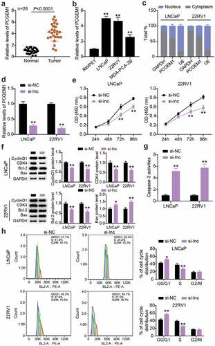 Figure 2. PCGEM1 was up-regulated in PCa and affected the malignant phenotypes of cancer cells. (a) analysis of PCGEM1 expression in PCa as well as normal samples based on qRT-PCR. (b) PCGEM1 level in prostate cell lines was uncovered using qRT-PCR. **P < 0.001 vs. RWPE1. (c) Subcellular fractionation for PCGEM1 in 22RV1 and LNCaP cells. (d) knockdown efficiency of PCGEM1 was evaluated utilizing qRT-PCR assay. (e) viability of LNCaP and 22RV1 cells treated with si-lnc was uncovered utilizing CCK-8. (f) bax, Bcl-2, CyclinD1 and CDK4 protein levels were evaluated using western blotting assay in LNCaP and 22RV1 cells treated by si-lnc. (g) caspase-3 activity of LNCaP and 22RV1 cells delivered si-lnc were assessed using the caspase-3 activity assay. (h) Cell cycle of LNCaP as well as 22RV1 delivered si-lnc was assessed using flow cytometry assay. *P < 0.05; **P < 0.001 vs. si-NC.