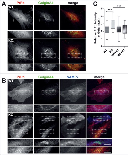 Figure 5. Loss of VAMP7 impairs BFA-evoked disassembly/reassembly of the Golgi apparatus. MEFs from WT and VAMP7 KO expressing NAGT-GFP construct were monitored by live cell imaging following BFA treatment and washout. (A) Representative snapshots are displayed as false-colored images for better contrast (top panels). Corresponding binary mask obtained by wavelet-based segmentation (see Experimental procedures) are shown in lower panels. (B), Number of NAGT-GFP positive particles was measured and used as an indicative parameter for BFA sensitivity and Golgi dynamics (i.e., recovery of compartment morphology after washout). Data are from 3 independent experiments, using a total of 3 WT and 3KO cell culture with approximately 10 cells per embryo. Bars, 10 μm. Significance was determined by 2-way ANOVA with Bonferroni's post-test. *: P < 0.05, **: P < 0.01, ***: P < 0.001.