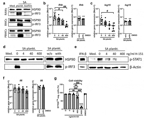 Figure 1. Effect of STING inhibition on the IRF3/IFN-β response upon stimulation with SA planktonic CM. Cells were stimulated with control medium (Med.) or SA planktonic CM 1:1 diluted in fresh growth media (DMEM high glucose + 10% FCS + 1% Pen/Strep) and effect of the STING antagonist H-151 on the IRF3 mediated IFN-β response was evaluated. a) Activation of the IRF3 pathway in different cell populations. RAW 264.7 cells, primary mouse BMCs and primary human PBMCs were treated with SA planktonic or biofilm CM for 4 hours and presence of phospho-IRF3 as activated form of the transcription factor was visualized by western blot. HSP90 was used as loading control. n = 3 experiments. b+c) Gene expression analysis of Ifnb and target gene Isg15. RAW 264.7 cells were treated with H-151 in different concentrations (4, 40 and 400 ng/ml) and SA planktonic CM for 20 hours and mRNA levels of Ifnb (b) and Isg15 (c) were quantified by RT-qPCR. DMSO as solvent control was added to SA planktonic CM in the volume according to the highest inhibitor concentration (400 ng/ml, corresponding to 0.04%) and effects on Ifnb and Isg15 gene expression are shown in the additional bar graphs. Data are presented as relative gene expression of gene of interest related to the reference gene Hprt1 and normalized to the unstimulated medium control. n = 4 (DMSO) or 6 (H-151) experiments. d) Activation of the IRF3 pathway. RAW 264.7 cells were treated with H-151 in different concentrations (4, 40 and 400 ng/ml) and SA planktonic CM for 4 hours and presence of phospho-IRF3 as activated form of the transcription factor was visualized by western blot. DMSO as solvent control was added to SA planktonic CM in the volume according to the highest inhibitor concentration (400 ng/ml, corresponding to 0.04%) and effects on p-IRF3 levels are shown on the additional blot. HSP90 was used as loading control. n = 3 experiments. e) Activation of the IFN-β pathway. RAW 264.7 cells were treated with H-151 in different concentrations (4, 40 and 400 ng/ml) and SA planktonic CM for 20 hours and presence of phospho-STAT1 as activated form of the transcription factor and downstream target of the IFN-β receptor was visualized by western blot. IFN-β stimulation was included as positive control. β-Actin was used as loading control. n = 3 experiments. f) Gene expression analysis of stress marker IL-6. RAW 264.7 cells were treated with H-151 in different concentrations (4, 40 and 400 ng/ml) and SA planktonic CM for 20 hours and mRNA levels of Il6 were quantified by RT-qPCR. DMSO as solvent control was added to SA planktonic CM in the volume according to the highest inhibitor concentration (400 ng/ml, corresponding to 0.04%) and effects on Il6 gene expression are shown in the additional bar graph. Data are presented as relative gene expression of gene of interest related to the reference gene Hprt1 and normalized to the unstimulated medium control. n = 4 (DMSO) or 6 (H-151) experiments. g) Viability of cells after treatment with H-151. RAW 264.7 cells were treated with H-151 in different concentrations (4, 40, 400 and 4000 ng/ml) for 22 hours (duration of the experiments covering 2 hours of pre-incubation and 20 hours of CM stimulation) and cell viability was measured by SYTOXTM-staining and FACS analysis. DMSO as solvent control was added in the volume according to the highest inhibitor concentration (4000 ng/ml, corresponding to 0.4%). Percentage of SYTOXTM-negative (living) cells are shown. n = 4 experiments. For b+c/f+g: Data are presented as mean ± SEM and single values are shown as dots. p-values were calculated by ordinary one-way ANOVA with post-hoc Bonferroni corrected multiple comparison. * is indicating significance against medium (Med.), + is indicating significance against DMSO, # is showing significance between inhibitor concentrations. *p < 0.05, **p < 0.01, ***p < 0.001; + p < 0.05, ++ p < 0.01, +++ p < 0.001; #p < 0.05, ##p < 0.01, ###p < 0.001.