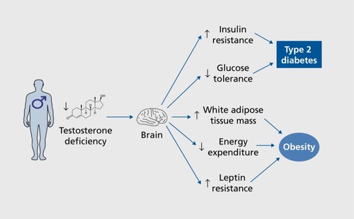 Figure 2. Testosterone deficiency predisposes males to type 2 diabetes and obesity. Testosterone deficiency predisposes men to obesity via loss of testosterone action in neurons of the central nervous system, which decreases energy expenditure and increases leptin resistance. This also predisposes to type 2 diabetes by producing late-onset insulin resistance and impaired glucose tolerance.