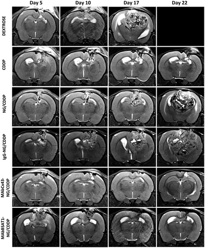 Figure 7. The dynamic MRI of the rat brain after treatment with cisplatin and non-targeted and targeted nanogels loaded with cisplatin. The abbreviations are the same as in Figure 4. See the text for details.