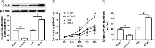Figure 5. Intervention of CALR affects proliferation and migration of Schwann cells. (A) Effect of intervention of CALR on the expression of CALR protein in Schwann cells; (B) Effect of intervention of CALR on Schwann cell activity; (C) Effect of intervention of CALR on migration in Schwann cells; Compared with si-con group, *P < .05; compared with the Ctrl group, #P < .05.