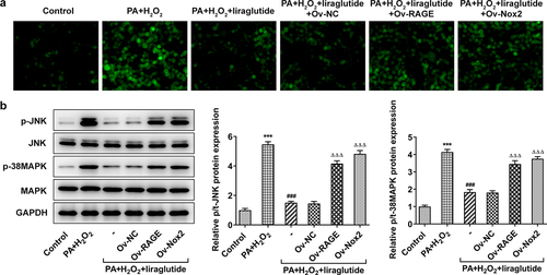 Figure 4. Liraglutide reduces ROS production and JNK signals via RAGE/NOX2 in AML12 cells induced with PA and H2O2. (a) ROS staining. (b) JNK and p38-MAPK expression levels. The data are represented as the mean ± SD. ***P < 0.001 compared with Control. ### P < 0.001 compared with PA+ H2O2 group. ΔΔΔP < 0.001 compared with Ov-NC group.