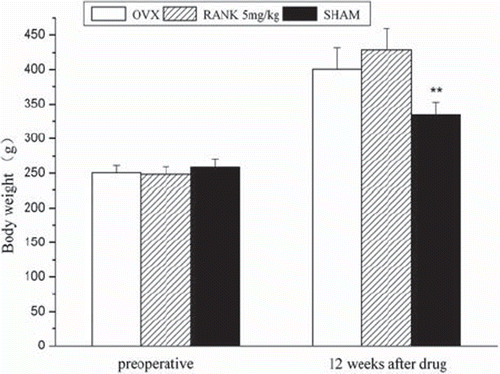 Figure 5. Preoperatively, F = 1.506, P > 0.05; 12 week after administration, F = 20.408, P< 0.05; preoperatively and postoperatively body weights were measured every week, and preoperatively there was no significant difference in body weights between each group, F = 1.506, P > 0.05; 12 weeks after delivery there was a significant difference in body weights of rats between the OVX groups and the sham group (P = 0.00029), but no significant difference between the OVX group and the RANK group (P = 0.05254).