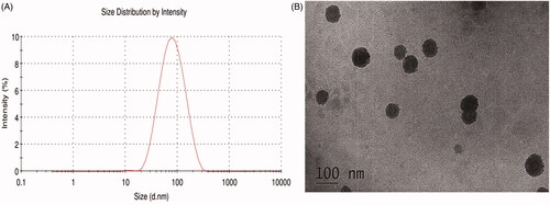 Figure 1. Size distribution and TEM of Rh2-mixed micelles.