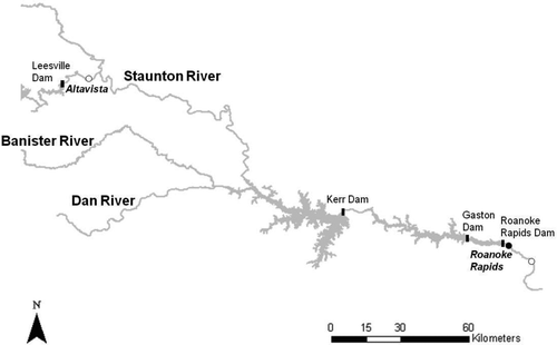 FIGURE 1 Locations of upper Roanoke River basin rivers, dams, fry release sites (open circles), and the current main spawning site for American shad at Roanoke Rapids (filled circle).