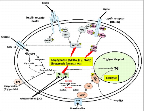 Figure 1. Intracellular pathways of factors regulating adipogenesis, lipogenesis and lipolysis in the adipocyte. To simplify, only mechanisms that are primary targets of maternal nutrition manipulations have been represented. Triglycerides (TG) circulate in blood in the form of lipoproteins. Free fatty acids (FFA) that are released from lipoproteins, catalyzed by lipoprotein lipase (LPL), diffuse into the adipocyte. Intracellular FFA are converted to fatty acyl-CoA, and are then re-esterified to form TG using glycerol-3 phosphate (glycerol-3P) that is generated from glucose metabolism. FFAs may also originate from acetyl-CoA (de novo lipogenesis) driven by the lipogenic enzymes acetyl-CoA carboxylase (ACC) and fatty acid synthase (FAS). Lipolysis occurs via a cAMP-mediated cascade, which results in the phosphorylation of hormone-sensitive lipase (HSL), an enzyme which hydrolyzes TG into FFA and glycerol. These FFA are then free to diffuse into the blood. Leptin binding to its receptor (Ob-Rb) induces activation of Janus activated kinase 2 (JAK2), receptor dimerization, JAK2-mediated phosphorylation of intracellular part of Ob-Rb, phosphorylation and activation of signal transducer and activator of transcription 3 (STAT3). Activated STAT3 dimerizes and translocates to the nucleus to transactivate target genes. Insulin binding to its receptor (InsR) induces receptor tyrosine autophosphorylation, activation of insulin receptor substrates (IRSs)/phosphatidylinositol 3-kinase (PI3K)/protein kinase B (Akt/PKB) signaling pathways. Leptin and insulin action is both linked to the common PI3K signaling pathway. Insulin enhances the storage of fat as TG by increasing LPL and lipogenic enzyme activities. It also facilitates the transport of glucose by stimulating GLUT4 glucose transporter. In addition, phosphorylation and activation of cyclic nucleotide phosphodiesterases 3B (PDE3B) is a key event in the antilipolytic action of insulin, decreasing cAMP level in adipocyte. In contrast, leptin presents anti-lipogenic effects by suppressing expression and activity of lipogenic enzymes (i.e., fatty acid synthase [FAS]). Both hormones may also activate adipogenesis. Adipogenesis is driven by the expression of adipogenic and lipogenic transcription factors including peroxisome proliferator-activated receptor-γ (PPARγ), CCAAT/enhancer binding protein (C/EBPα, β, γ), the sterol regulatory element-binding protein 1c (SREBP1c) as well as the expression of specific lipid-metabolizing enzymes such as FAS. Noradrenaline released from the sympathetic autonomic nervous system binds β-adrenoreceptor (β-AR) and activates lipolysis. Glucocorticoids (GC) bind intracellular glucocorticoid receptor (GR) and/or mineralocorticoid receptor (MR) and can also modulate adipogenesis and/or lipogenesis. This may be due either to an increase in circulating GC and/or to an increase in adipose tissue 11β-hydroxysteroid dehydrogenase type 1 (11β-HSD1) activity that amplifies local GC actions by converting inactive GC metabolites (11-dehydrocorticosterone, 11DHC) to active GC (corticosterone) (in rodents) or inactive cortisone to active cortisol (in humans). 11β-hydroxysteroid dehydrogenase type 2 (11β-HSD2) that degrades active GC to inactive metabolites is also found in adipose tissue.