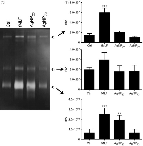 Figure 5. AgNP20 but not AgNP70 increase gelatinolytic activity in human PMN. Freshly isolated human PMN were isolated and incubated with the buffer (Ctrl), fMLF (10−8 M) or with 100 μg/ml of AgNP20 or AgNP70 for 60 min and the gelatinolytic activity of MMP-9 was then assessed by zymography. (A) Typical results where the enzymatic activity was observed by appearance of clear bands (a, b and c). (B) Densitometric analysis of corresponding bands, expressed as integrated density values (IDV). Results shown are means ± SEM (n = 3–5/treatment).