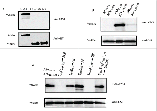 Figure 5. Mapping the epitope of mAb A7C4. Different truncated forms of ABA and mutated forms of the chimera as depicted, were expressed as GST-tagged proteins in E.coli BL21 pLys strain and the lysate electrophoresed on 12.5% SDS-PAGE, transferred to nitrocellulose paper and immunoblotted with mAb A7C4 or with anti-GST antibody. The rest of the procedure followed was as described under ‘Materials and Methods ’.