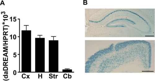 FIG 1 Expression of daDREAM in transgenic brain. (A) Comparative real-time qPCR analysis of the expression levels of daDREAM in cerebral cortex (Cx), hippocampus (H), striatum (St), and cerebellum (Cb) from transgenic mice. Values are normalized with respect to HPRT mRNA content. Results are the means ± SEM from 8 to 12 mice in two independent experiments. (B) Coronal brain sections from daDREAM mice showing the distribution of β-galactosidase activity in hippocampus (top) and cerebral cortex (bottom). Bars represent 250 μm.