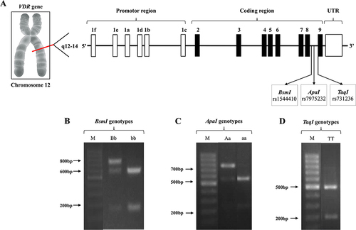 Figure 1 Structure of the genomic region of the VDR and the location of BsmI and ApaI (intron 8) and TaqI (exon 9) SNPs that are located near the 3’ untranslated region (A). Representative gels for the determination of genotypes in cases are shown. Molecular weight DNA ladder (M) for size estimation of the DNA fragments. Digestion of 825 bp PCR product with BsmI restriction enzyme revealed heterozygous Bb (3 fragments of 825 bp, 650 bp, 175 bp) and homozygous bb (2 fragments of 650 bp and 175 bp) (B). Digestion of 740 bp PCR product with ApaI restriction enzyme revealed heterozygous Aa (3 fragments of 740 bp, 530 bp, 210 bp) and homozygous aa (2 fragments of 530 bp, 210 bp) (C). Digestion of 740 bp PCR with TaqI restriction enzyme revealed homozygous TT (2 fragments of 495 bp and 245 bp) (D).