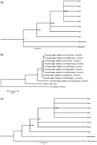 Figure 2. Phylogenetic relationships of Pseudoregma bambusicola. (A) Maximum parsimony (MP Tree). The nodal numbers is MP bootstrap values. Only values above 85% are given. (B) Neighbor joining tree (NJ Tree). (C) Bayesian inference analysis (BI Tree). The nodal numbers are posterior probability (>80%).