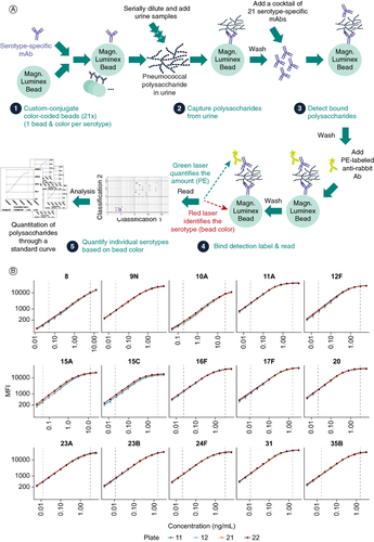 Figure 1. Development of the 21-valent SSUAD. (A) Schematic representation of the assay workflow, not drawn to scale. (B) Representative standard curves from four plates from selectivity testing. Vertical lines indicate the assay range.