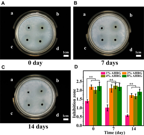 Figure 6 Kirby-Bauer diffusion test of different nano-silver loading AHRG scaffolds, (A) Original untreated AHRG scaffold, (B) Scaffold soaked in PBS for 7 days, (C) Scaffold soaked in PBS for 14 days, and (D) Statistical graphs of inhibition zone diameters for each AHRG scaffold. Label a, b, c, and d represent 1%, 2%, 4%, and 8% AHRG scaffolds, respectively. **p <0.01.