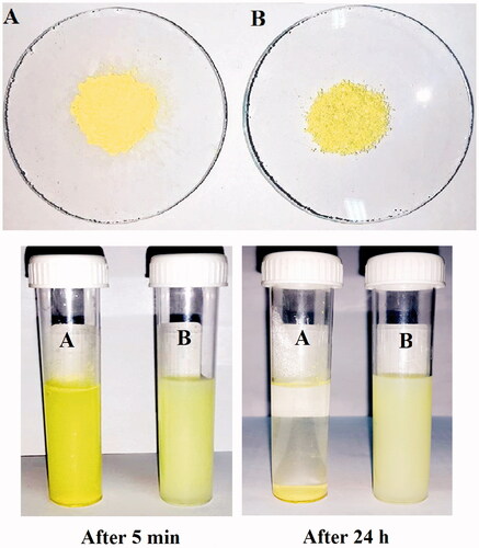 Figure 1. Photograph showing of (A) original pure chrysin and (B) modified nanochrysin loaded in PLGA-PVA powder and their solubility in water after 5 min and 24 h of preparation.