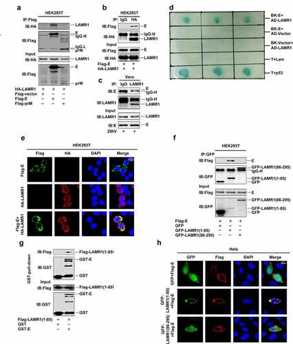 Figure 2. LAMR1 binds to ZIKV E protein through its intracellular domain. (a) HEK293T cells were transfected with plasmids encoding HA-LAMR1 and Flag-E or pFlag-prM. Cell lystes were prepared using lysis buffer and then used for immunoprecipitation (IP) with anti-Flag antibody and analyzed by SDS-PAGE. (b) HEK293T cells were transfected with plasmids encoding HA-LAMR1 and Flag-E. Cell lysates were prepared using lysis buffer and then used for IP with anti-Flag antibody or control IgG and analyzed by SDS-PAGE. (c) Vero cells were infected with ZIKV (MOI = 1) for 48 h and then subjected to IP with anti-LAMR1 antibody or control IgG. (d) A yeast two-hybrid screen was used to identify the interaction between LAMR1 and E protein. (e) HEK293T cells were transfected with pFlag-E or pHA-LAMR1, or co-transfected with pFlag-E and pHA-LAMR1. Immunofluorescence staining showed the sub-cellular localization of, HA-LAMR1 (red) and Flag-E (green); the nucleus is marked with DAPI (blue). (f) HEK293T cells were transfected with plasmids encoding Flag-E and GFP-vector/GFP-LAMR1 (1–85)/GFP-LAMR1 (86–295). Cell lysates were prepared using lysis buffer and then used for IP with anti-GFP antibody and analyzed by SDS-PAGE. (g) The Glutathione Sepharose beads were added to GST-E protein or GST only. The mixtures were then incubated with whole-cell extracts of HEK293T cells transfected with a plasmid encoding Flag-LAMR1 (1–85) (h) HEK293T cells were transfected with pFlag-E and pGFP-vector, pGFP-LAMR1 (1–85), and pGFP-LAMR1 (86–295). The sub-cellular localization of GFP, GFP-LAMR1 (1–85), GFP-LAMR1 (86–295) (green) and Flag-E (red) were analyzed by confocal microscopy; the nucleus is marked with DAPI (blue)