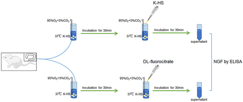 Figure 2 Procedure of ex vivo experiment. The NGF release detection was conducted by the ex vivo experiment. The colonic segments from the three groups were incubated in Krebs-Hensleit’s solution (K-HS) for 30 min, next the tissues were incubated with vehicle (K-HS) or DL-fluorocitrate for 30 min. Then the supernatants were collected for NGF level measurement. The experimental environment was maintained at 37°C and gassed with 95%O2 and 5%CO2.