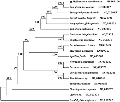 Figure 1. The maximum likelihood (ML) phylogenetic tree of Myllocerinus aurolineatus and other weevils.